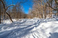 a snow covered path through the woods in the winter of 2009, with trees on the hillside