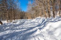 a snow covered path through the woods in the winter of 2009, with trees on the hillside