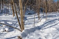 a trail covered in white snow near some trees and bushes as well as small sticks