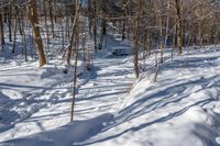 a trail covered in white snow near some trees and bushes as well as small sticks