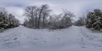 this is an image of a snowy path in the woods to get to some trees