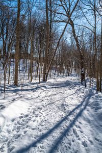 a group of people riding skis down a snow covered slope in the woods in winter