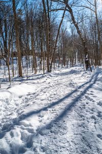 a group of people riding skis down a snow covered slope in the woods in winter