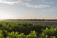 a lone person is sitting in the middle of some leaves outside at sunset in a vast field