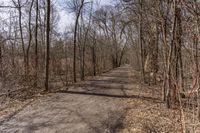 Canadian Autumn Deciduous Forest 001