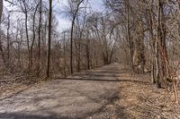 Canadian Autumn Deciduous Forest 002