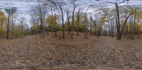 an image of a large hill of autumn leaves behind a car window mirror view taken with the lens as it passes through