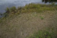 a pond with several trees and water reflection in it that has algae on it and is surrounded by grass