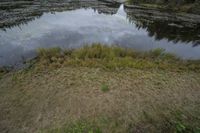 a pond with several trees and water reflection in it that has algae on it and is surrounded by grass