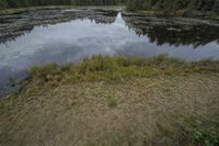 a pond with several trees and water reflection in it that has algae on it and is surrounded by grass