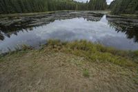 a pond with several trees and water reflection in it that has algae on it and is surrounded by grass