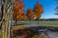 trees at a horse ranch with leaves all over the ground and grass surrounding them with a path between them