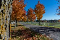 trees at a horse ranch with leaves all over the ground and grass surrounding them with a path between them