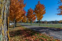 trees at a horse ranch with leaves all over the ground and grass surrounding them with a path between them