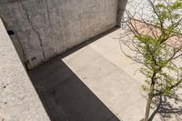 an aerial view of a tree, and a concrete wall as a planter sits in the sunlight