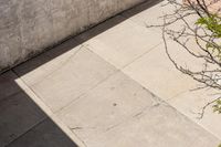 an aerial view of a tree, and a concrete wall as a planter sits in the sunlight