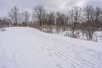 a snowy trail runs in the snow through the brush covered forest trees and bare - lined snow