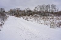 a snowy trail runs in the snow through the brush covered forest trees and bare - lined snow