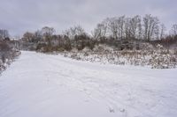 a snowy trail runs in the snow through the brush covered forest trees and bare - lined snow