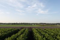 Canadian Dawn Landscape: Lush Fields