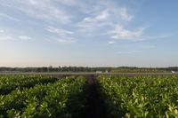 Canadian Dawn Landscape: Lush Fields