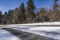 Canadian Evergreen Forest with Snowy Trees