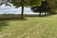 three trees in the middle of a grassy area with hedges near by them and a field between them