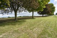 three trees in the middle of a grassy area with hedges near by them and a field between them