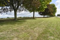 three trees in the middle of a grassy area with hedges near by them and a field between them