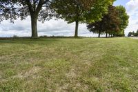 three trees in the middle of a grassy area with hedges near by them and a field between them