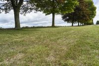 three trees in the middle of a grassy area with hedges near by them and a field between them