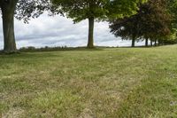 three trees in the middle of a grassy area with hedges near by them and a field between them