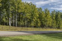 Canadian Forest and Asphalt Road in Nature