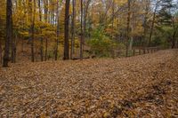 autumn foliage covers the ground next to a wooden fence in a forest with trees, shrubs, and leaves in it