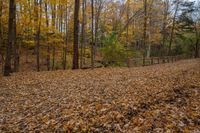 autumn foliage covers the ground next to a wooden fence in a forest with trees, shrubs, and leaves in it