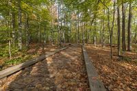 Canadian Forest in Autumn: A Lush Landscape