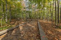 Canadian Forest in Autumn: A Lush Landscape