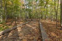 Canadian Forest in Autumn: A Lush Landscape