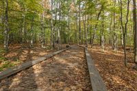 Canadian Forest in Autumn: A Lush Landscape