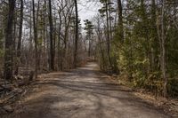 Canadian Forest Autumn Road 001