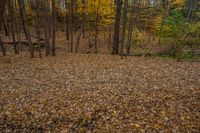 a brown bench is next to the trees in a forest of brown leaves with yellow leaves on it