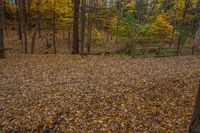 a brown bench is next to the trees in a forest of brown leaves with yellow leaves on it