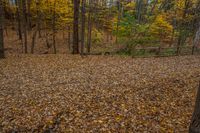 a brown bench is next to the trees in a forest of brown leaves with yellow leaves on it