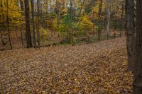 a brown bench is next to the trees in a forest of brown leaves with yellow leaves on it