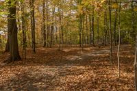 many trees are changing colors in the autumn leaves area, with a walk way leading to them