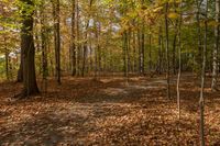 many trees are changing colors in the autumn leaves area, with a walk way leading to them