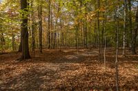 many trees are changing colors in the autumn leaves area, with a walk way leading to them