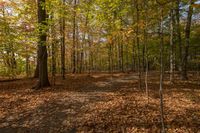 many trees are changing colors in the autumn leaves area, with a walk way leading to them