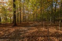 many trees are changing colors in the autumn leaves area, with a walk way leading to them