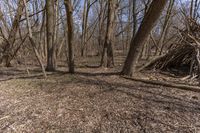 Canadian Forest with Deciduous Tree and Brown Leaves